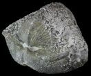Pyrite Replaced Brachiopod (Paraspirifer) - Ohio #52708-1